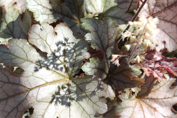 heuchera