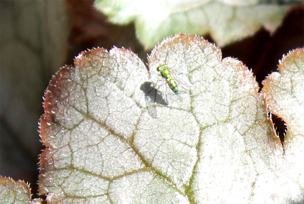 heuchera leaf and fly