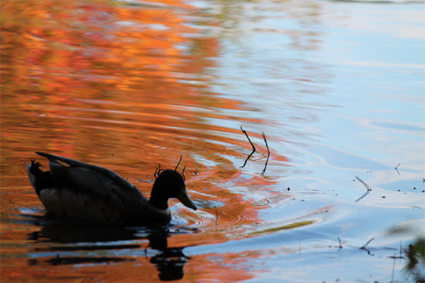 duck on water