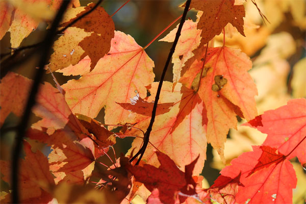 autumn foliage