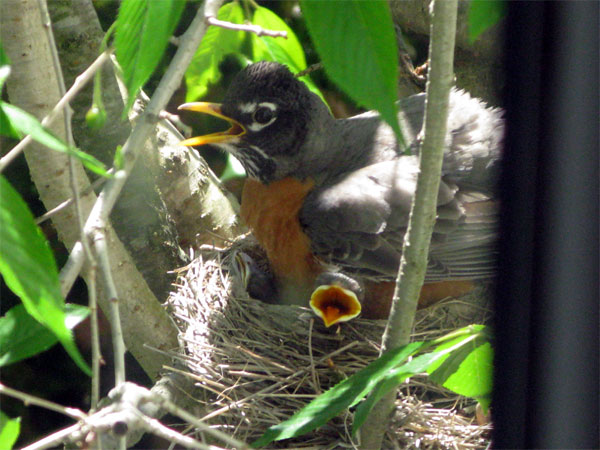 Robin on nest with young