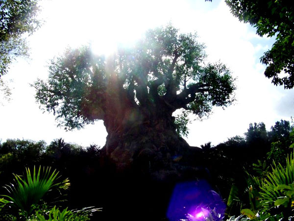 Tree of life at Disneyworld