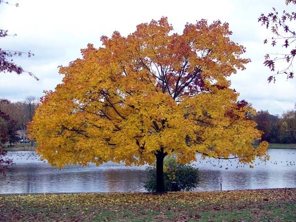 yellow maple fall