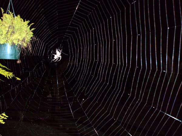 Natal brown hunting spider