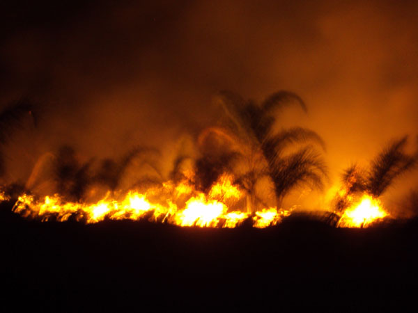 Fire at Asmara palm farm