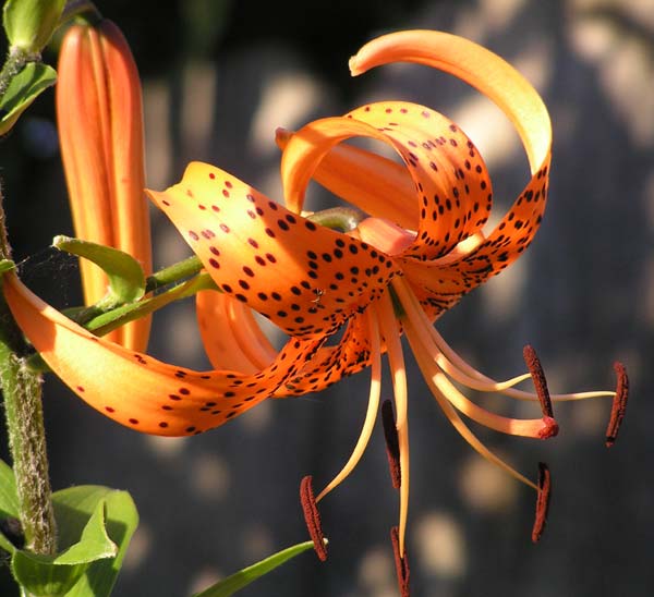 A brilliantly colored turk's cap lily.  Photo by Sand Pilarski, copyright 2005, all rights reserved.