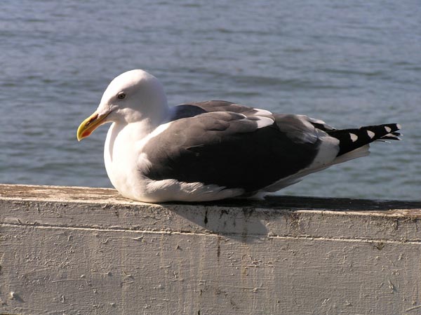 A seagull basking in the sun on the pier at Santa Cruz, California.