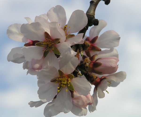 Closeup of beautiful almond blossoms.