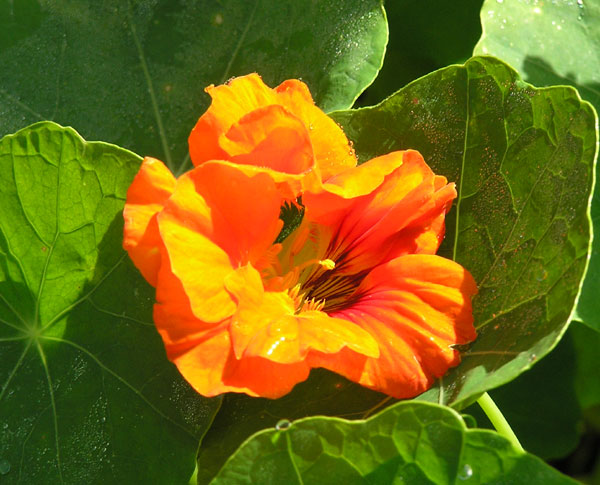 Closeup of beautiful orange nasturtium blossom.