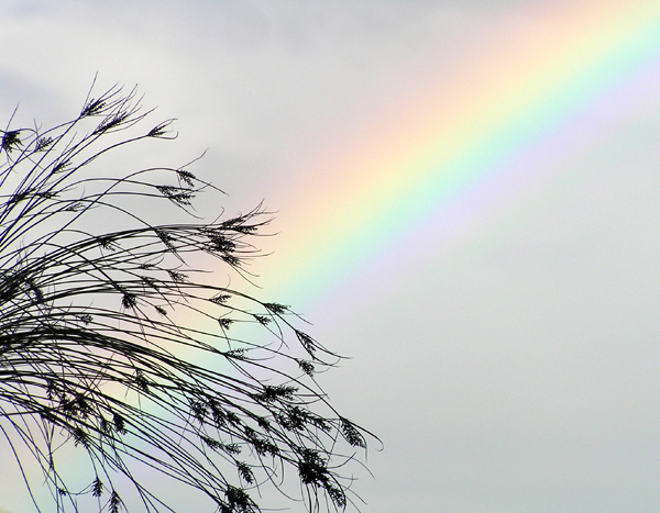 Papyrus and rainbow.
