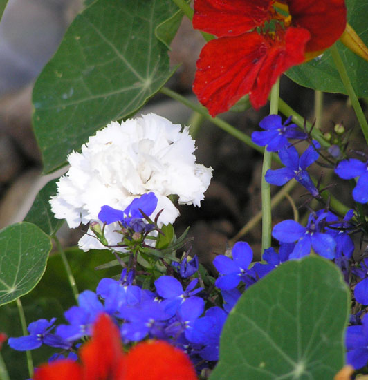 Red, white and blue flowers.