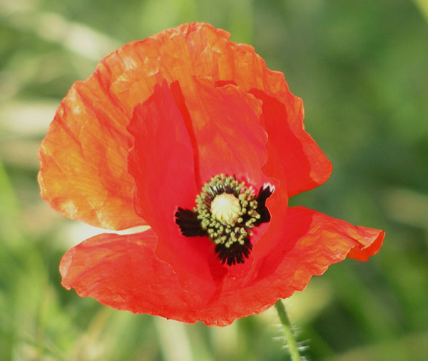 Red poppy