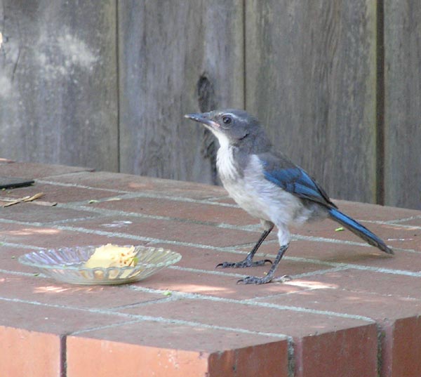 Scrub jay approaches a dish of peanut butter