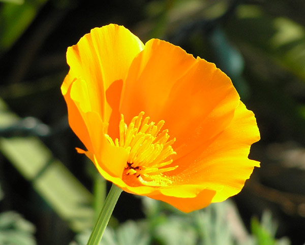 California poppy