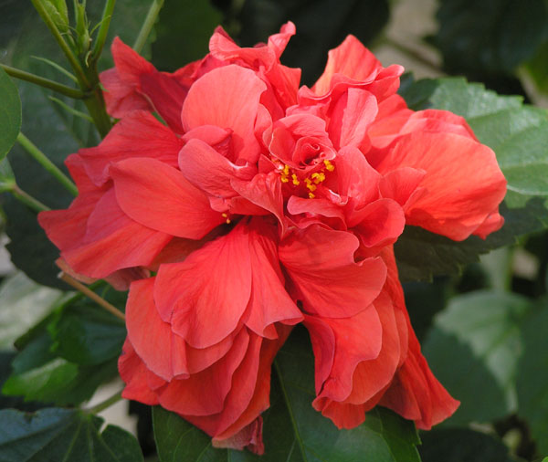 Double hibiscus