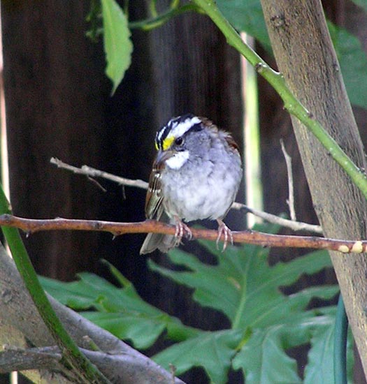 White-throated sparrow