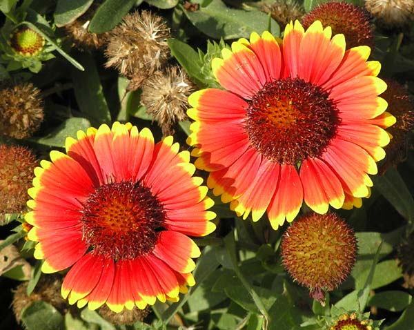 Gaillardia blossoms