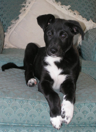 A black and white puppy poses for his portrait.
