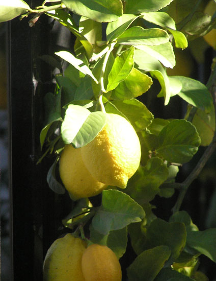 Lemons on the tree