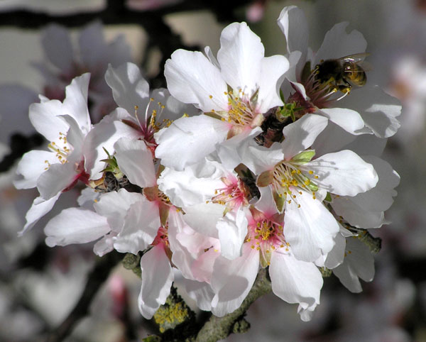 Almond Blossoms in Ripon, California