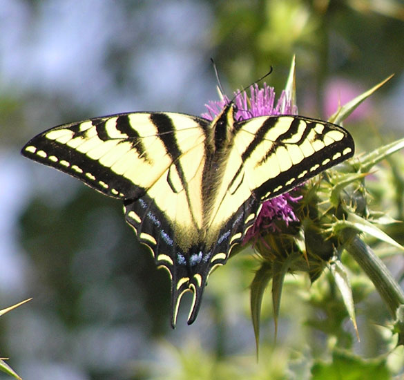 Tiger Swallowtail on thistle blossom