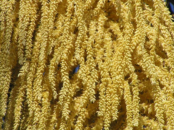 Blossoms of a palm tree