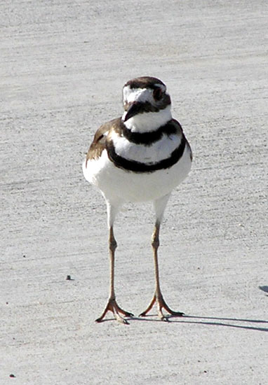 A kildeer