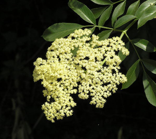 Elderberry blossoms