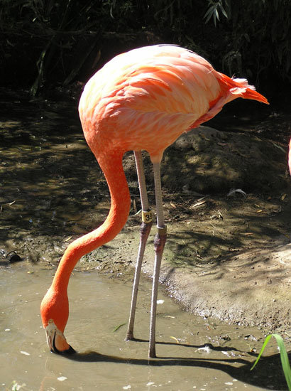 Flamingo at Sacramento Zoo