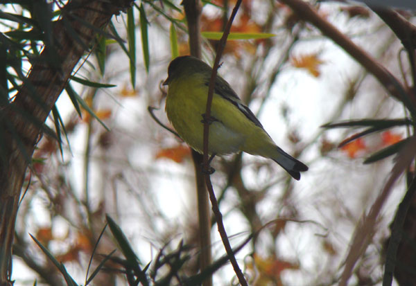 Goldfinch