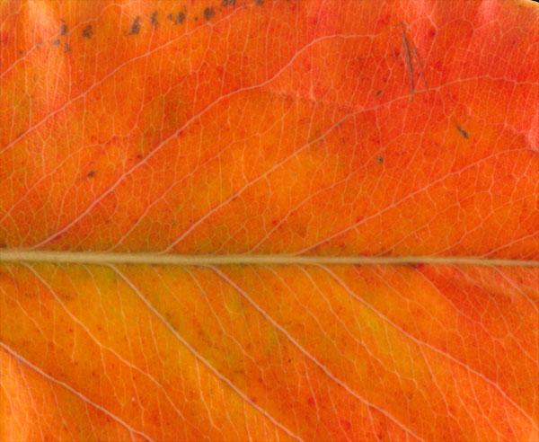Close up leaf surface