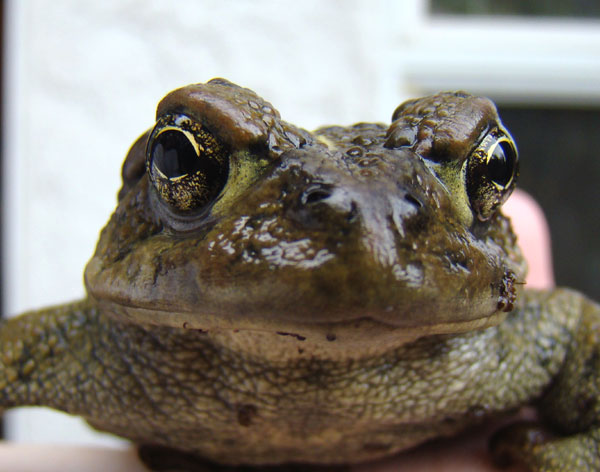 Close up of Toad