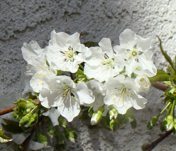 Cherry blossoms