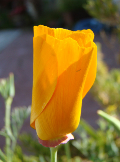 California poppy