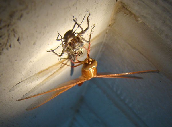 Dragonfly poised above exuvia