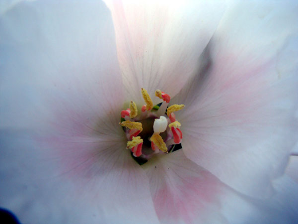 Clarkia macro