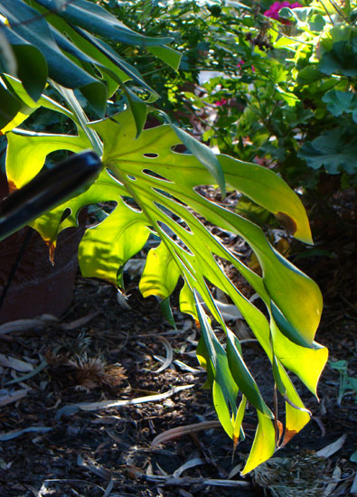 Sunset light on leaf