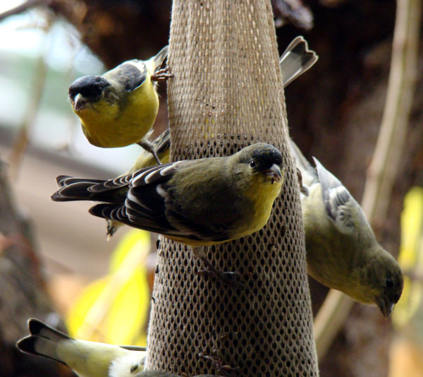 American goldfinch