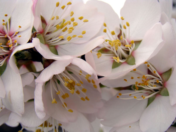 almond blossoms