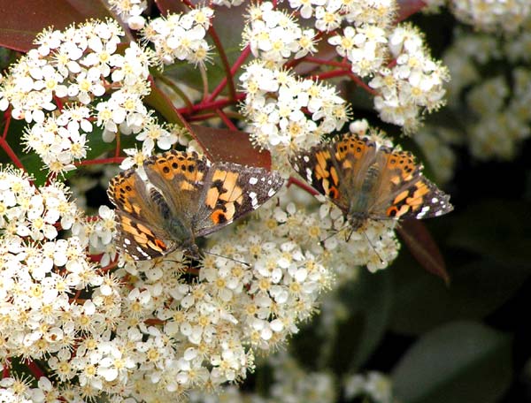Painted lady butterflies on photinia