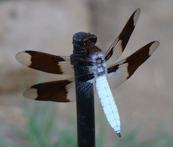 black and white dragonfly