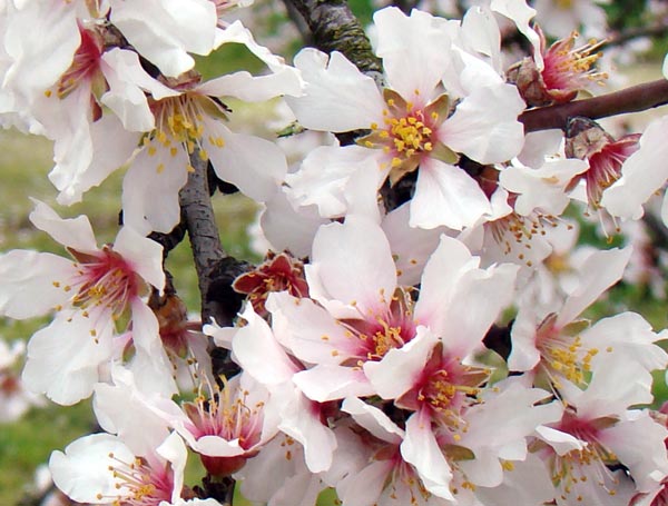 Almond blossoms