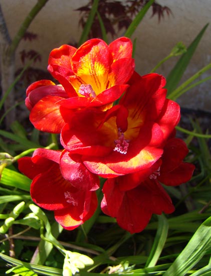 red freesias