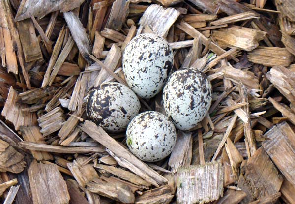 Killdeer eggs