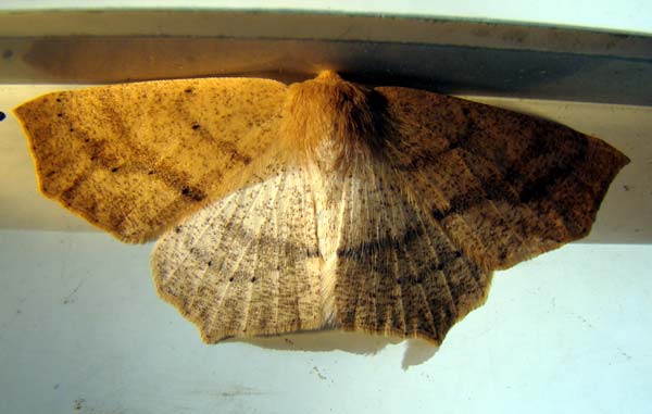 brown moth