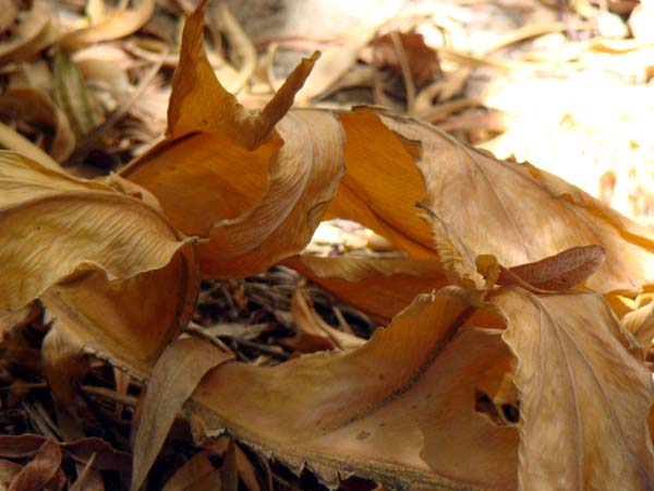 Curling dried leaf