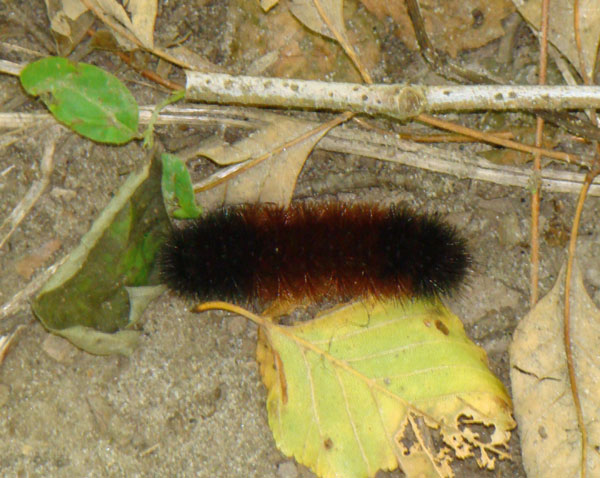 woolybear caterpillar