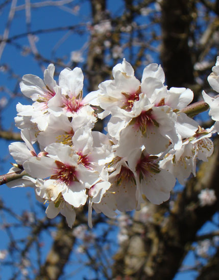 almond blossoms