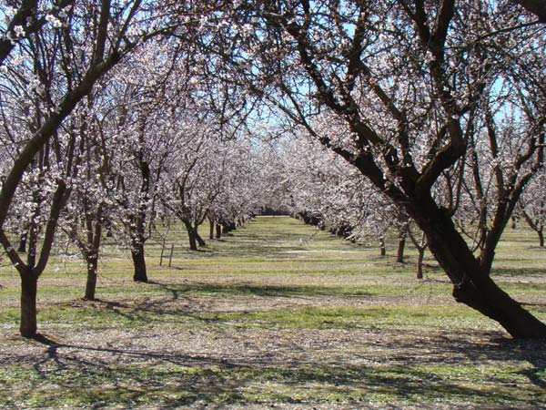 almond blossoms