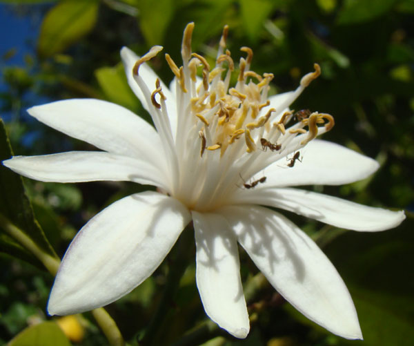 ants on lemon blossom